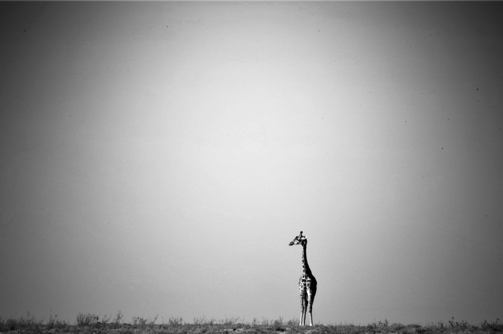 Photograph by Federico Genovese