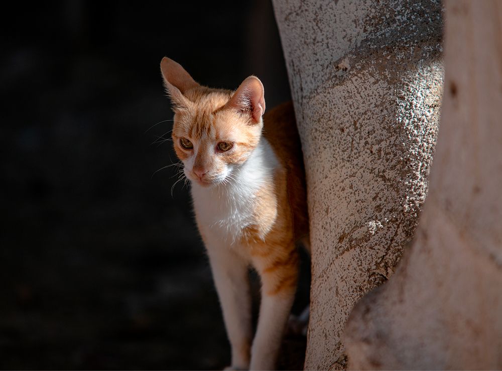 Photograph by Дмитрий Лысогоров