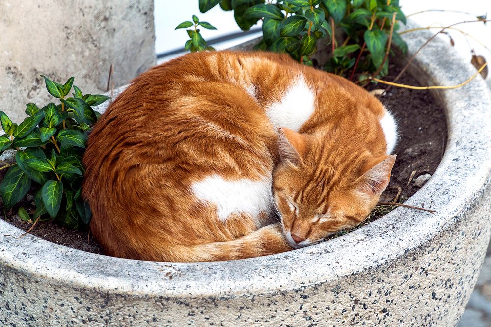 Photograph by Venelin Todorov