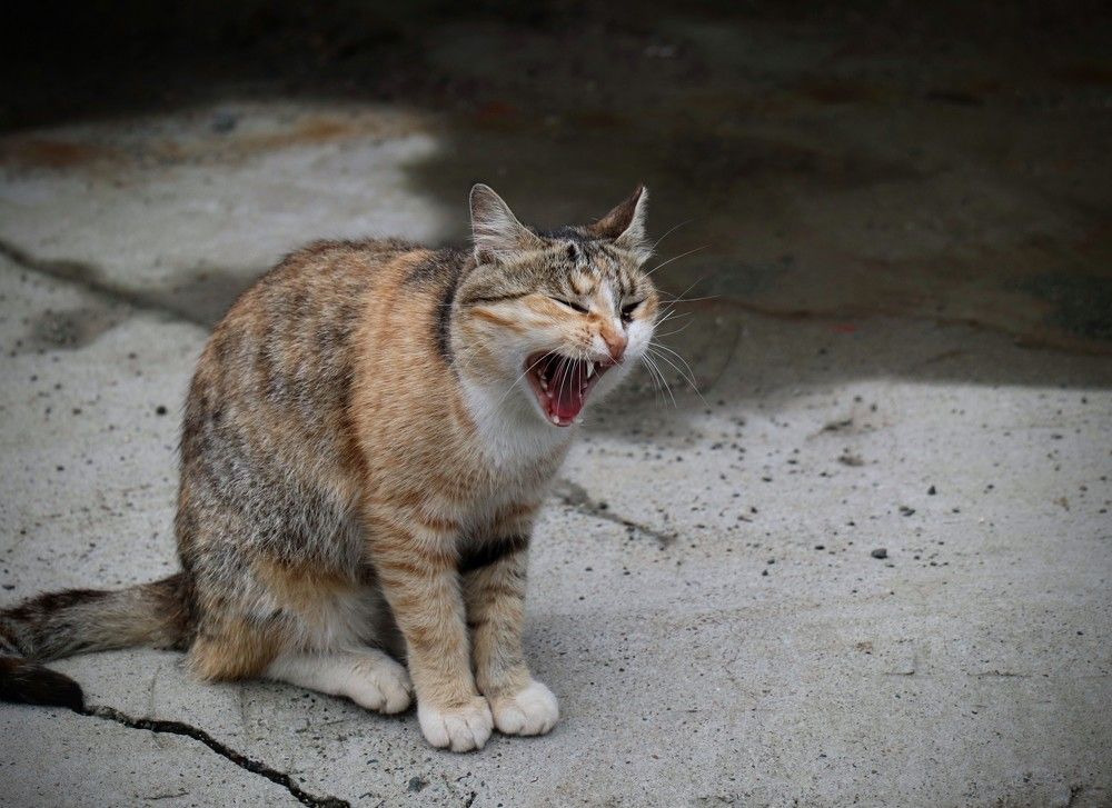 Photograph by Александра Безродная