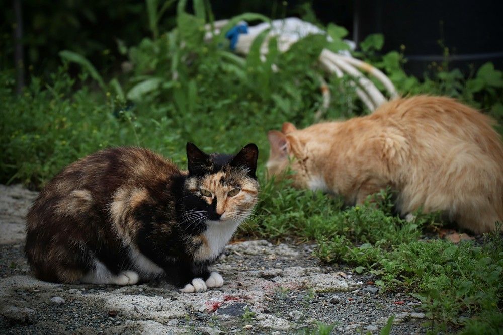 Photograph by Александра Безродная