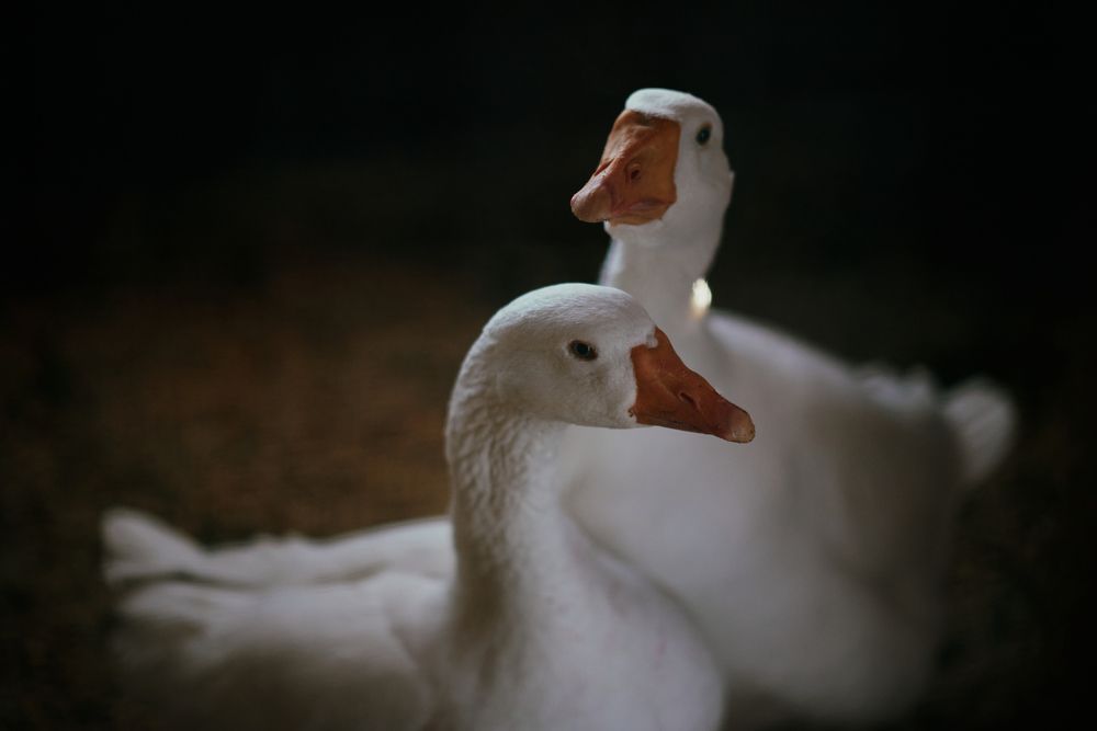 Photograph by Евгения Гловацкая