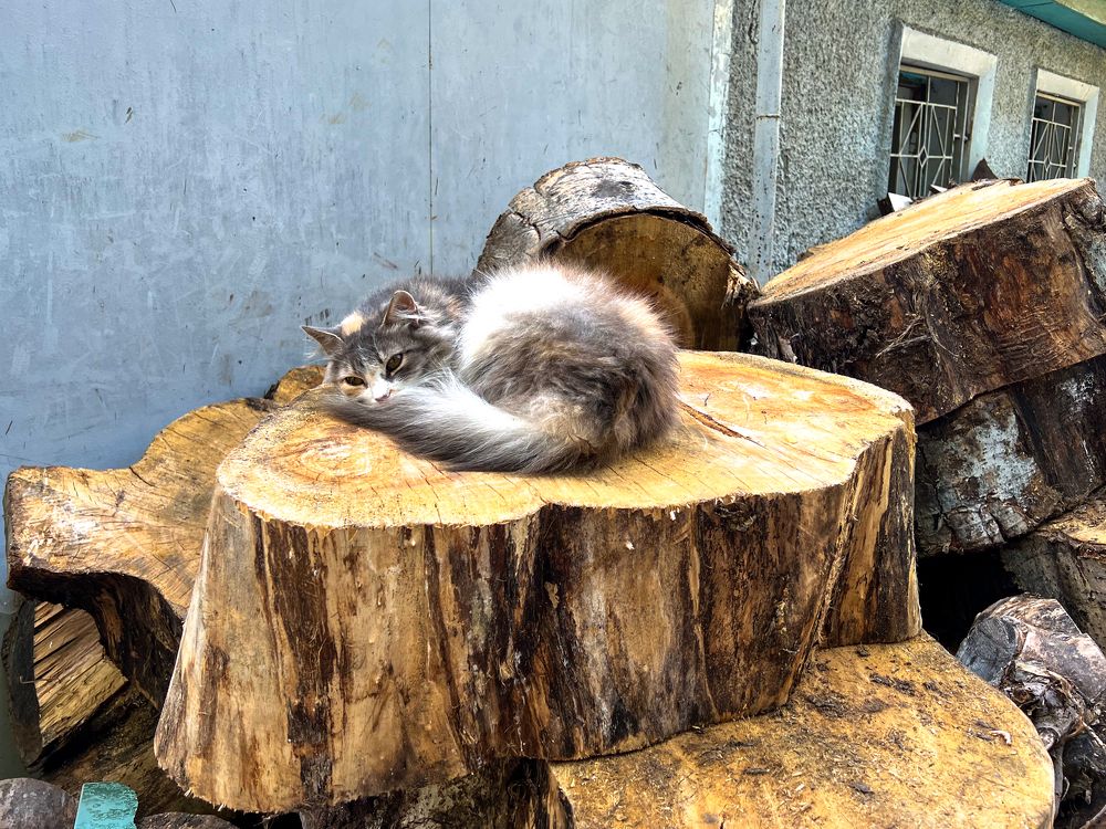 Photograph by Галина Аскольдовна Луковникова