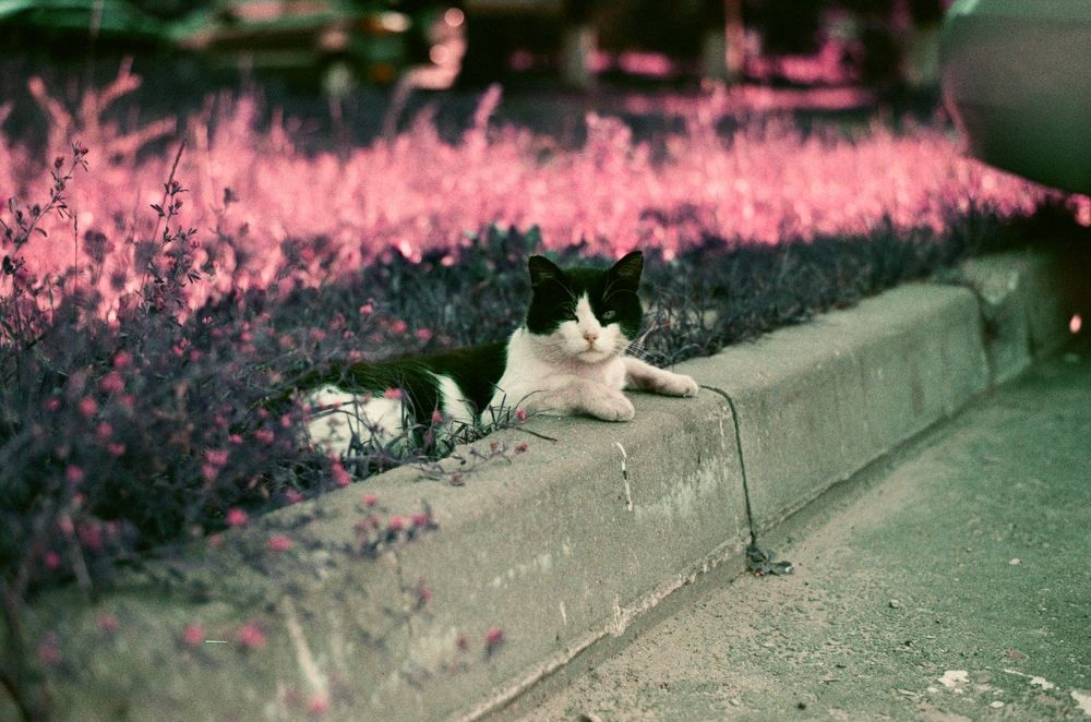 Photograph by Анна Голощапова