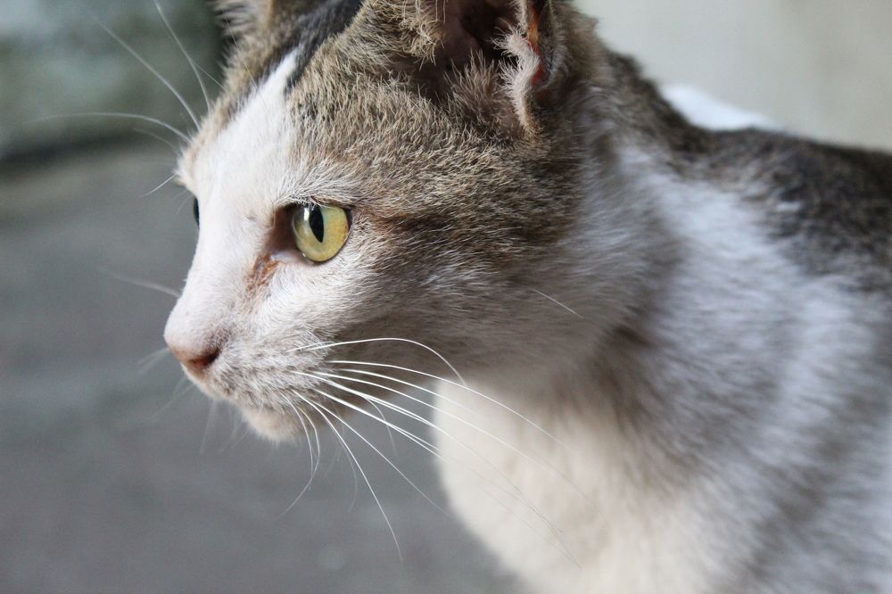 You can't buy happiness, but you can rescue it.