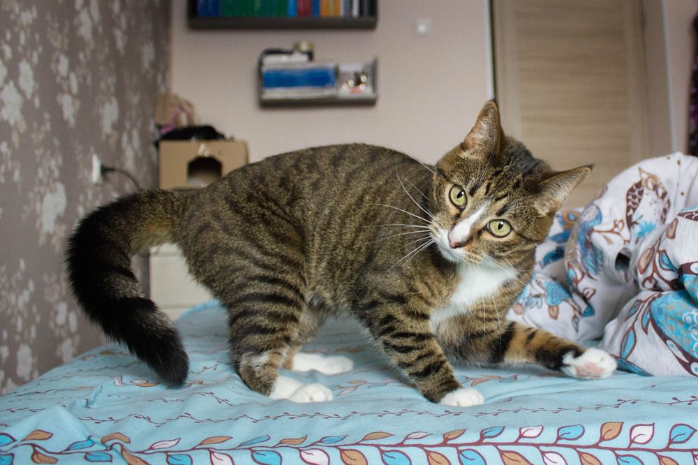 Игры по-кошачьи