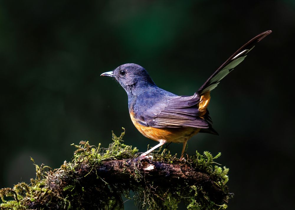 Фотография автора Rajharsha Narayanswamy