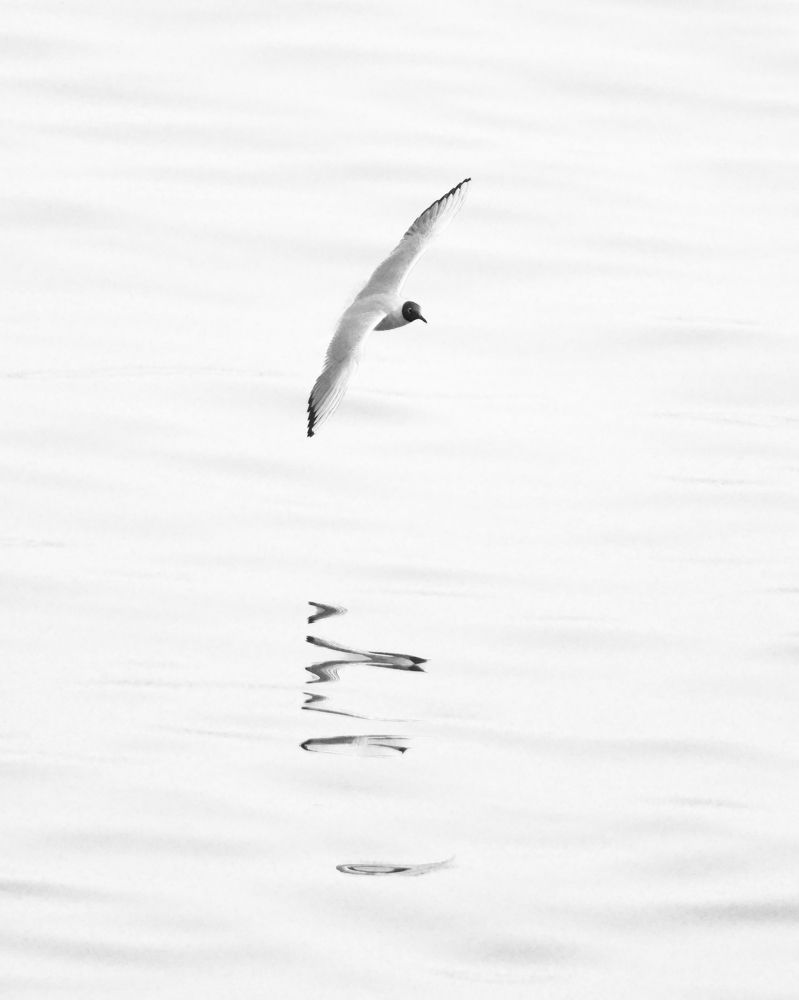 Photograph by Houmame Khelili