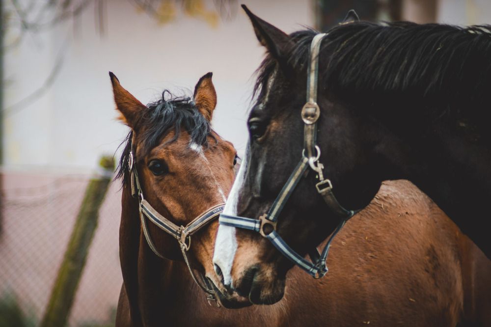 Photograph by Ralica Kitova