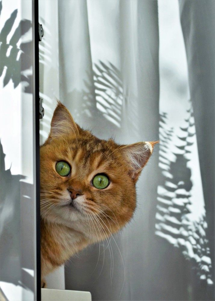 Jungle cat / Джунгли и кот