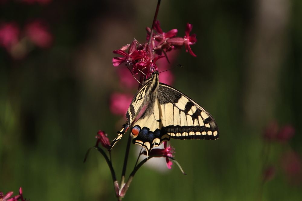 Фотография автора Анастасия Зверева