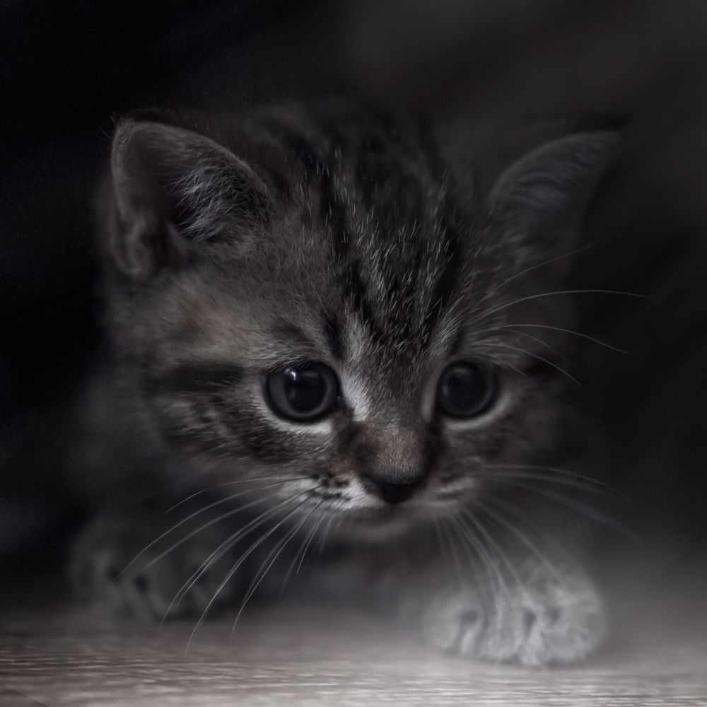 Фотография автора Рублёв Дмитрий