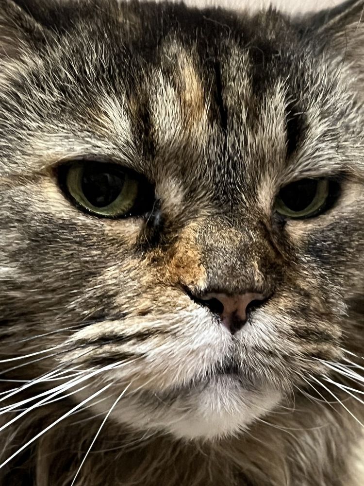 Photograph by Елена Брижеватая