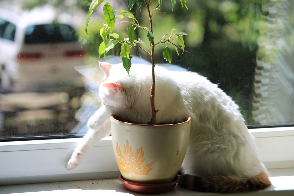 Фотография автора Никита Гутор