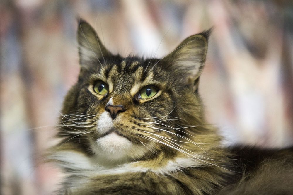 Photograph by Мария aka Марка Ферзь Шевцова