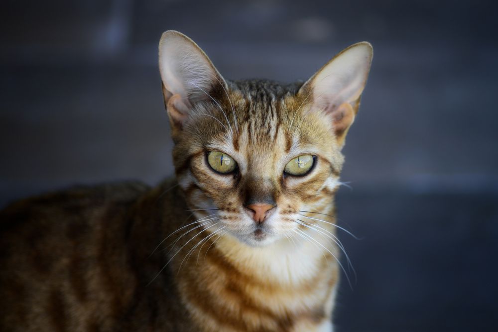 Фотография автора Валерий Лушин