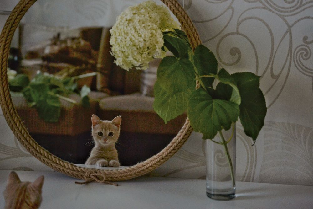 Свет мой, зеркальце, скажи...