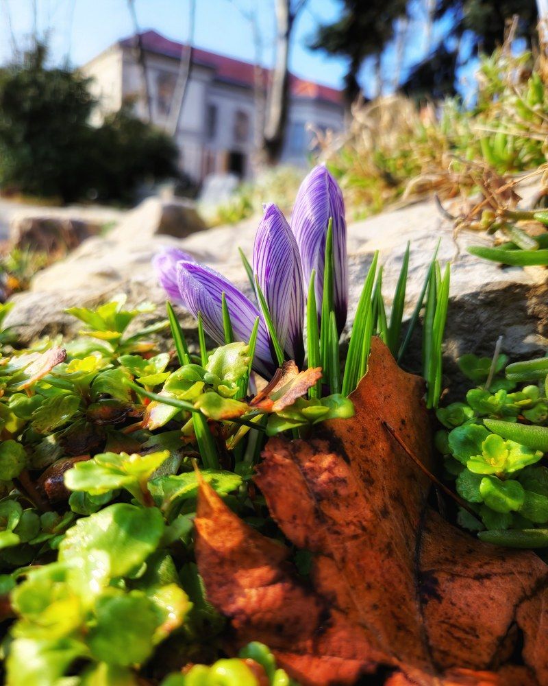 Фотография автора Kiss Gabor