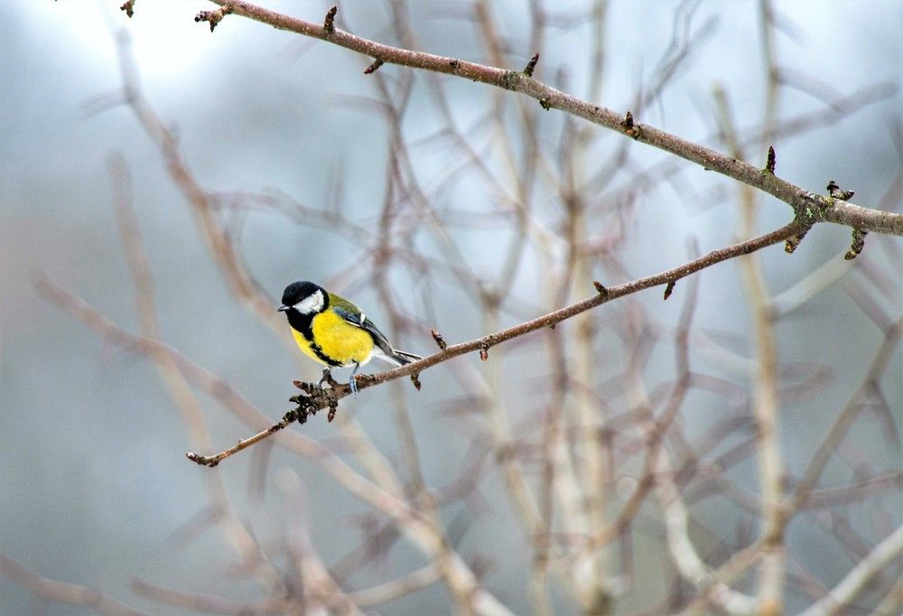 Большая синица