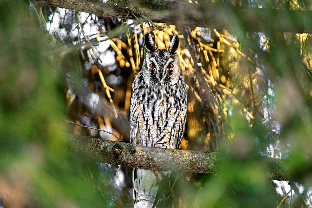 Ушастая сова