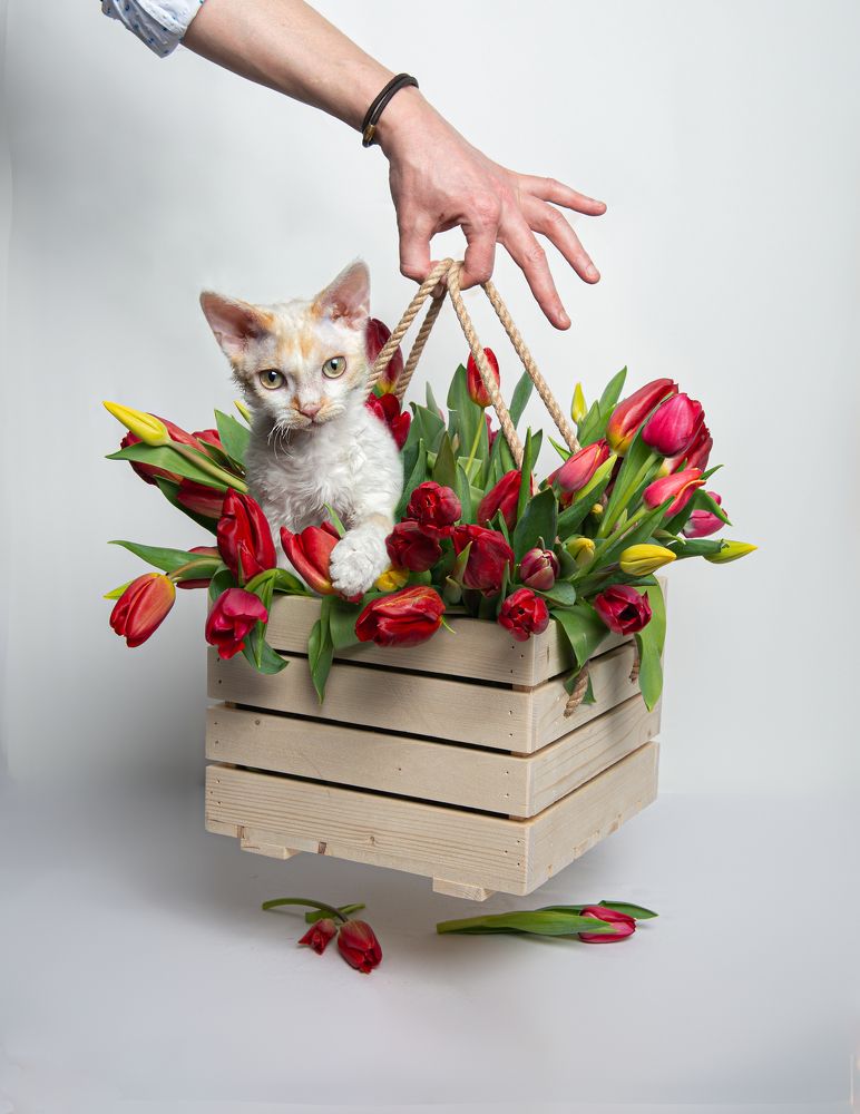 Фотография автора Ольга Афанасенко