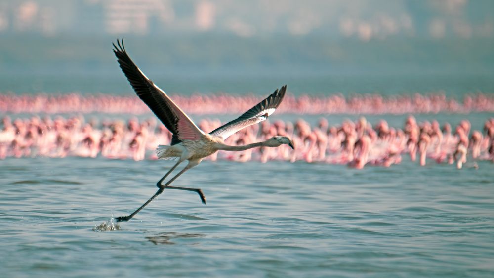 Photograph by Sanjay Anand Mishra