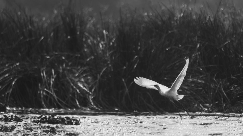 Photograph by Sanjay Anand Mishra