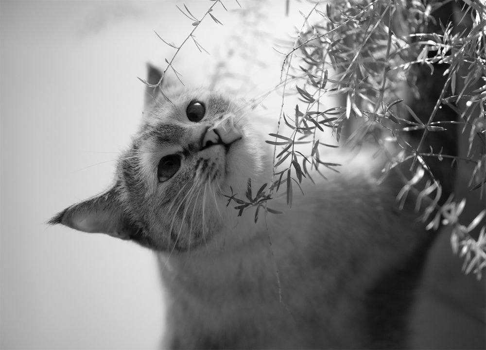 Наша Ася любит Аспарагус