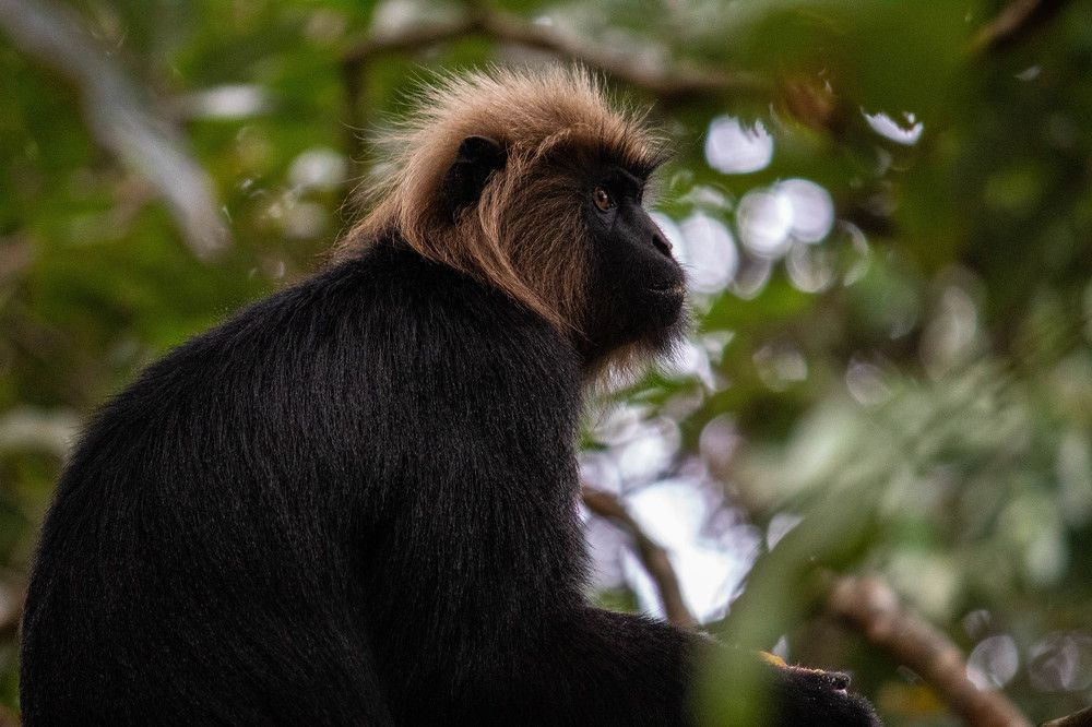 Nilgiri Langur