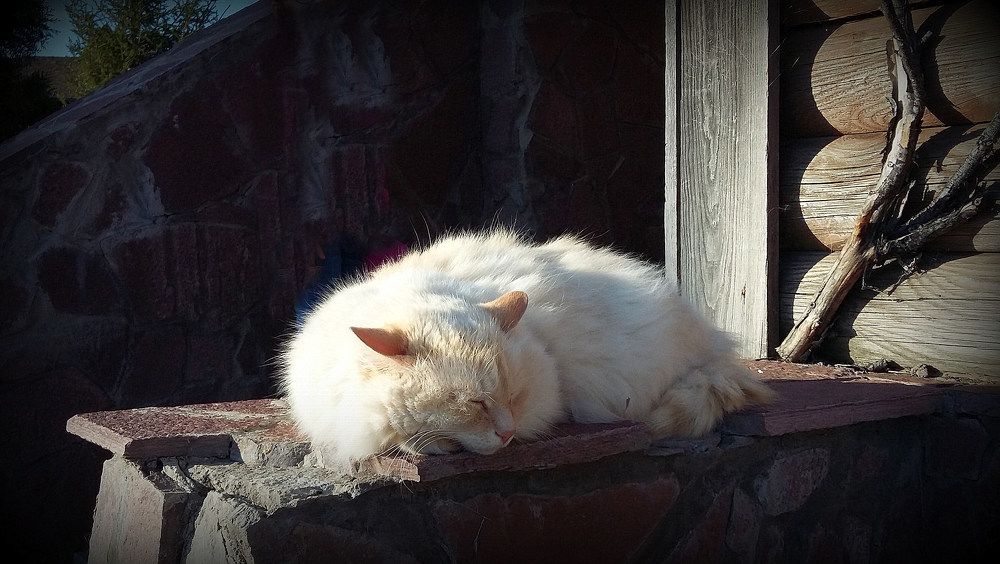 Фотография автора Ольга Кунакова