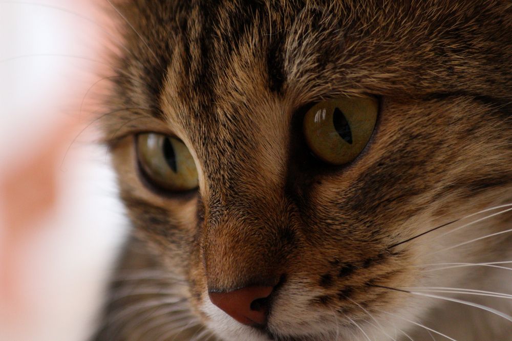 Photograph by Вася Кадочников