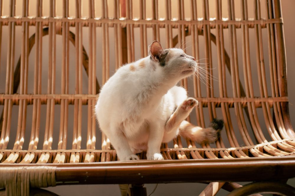 Photograph by Hoai Anh Dang