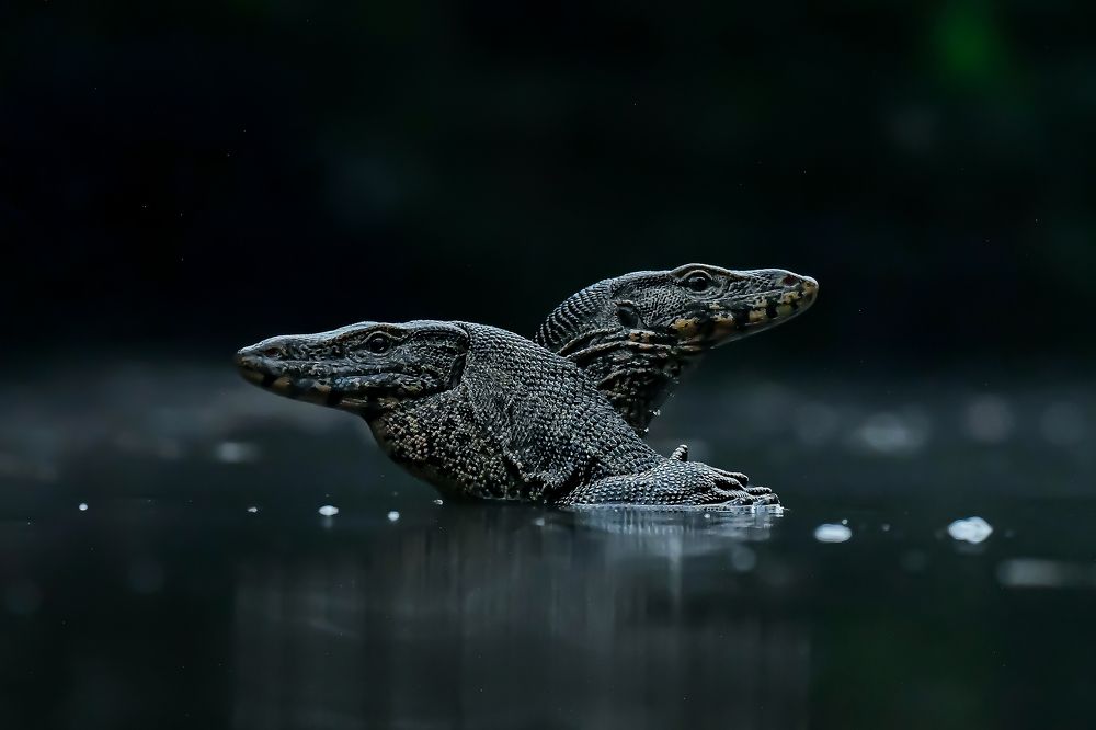 Photograph by Samar Jana