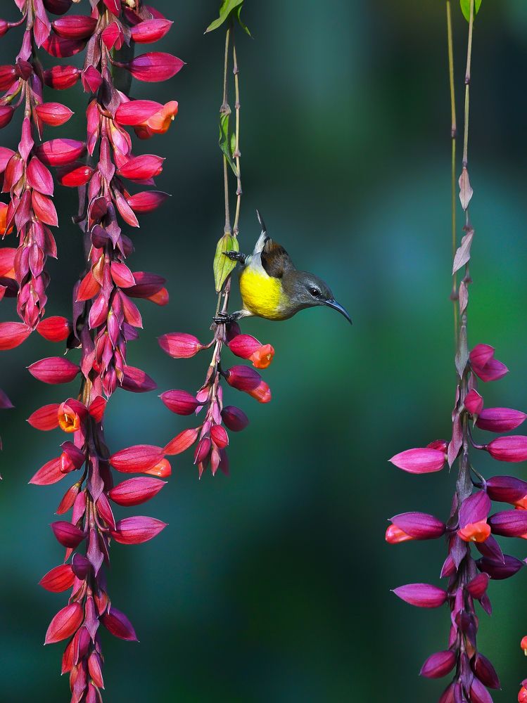 Photograph by Samar Jana