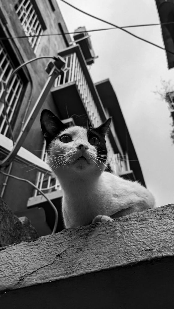 Фотография автора CHIRANJEEB MITRA