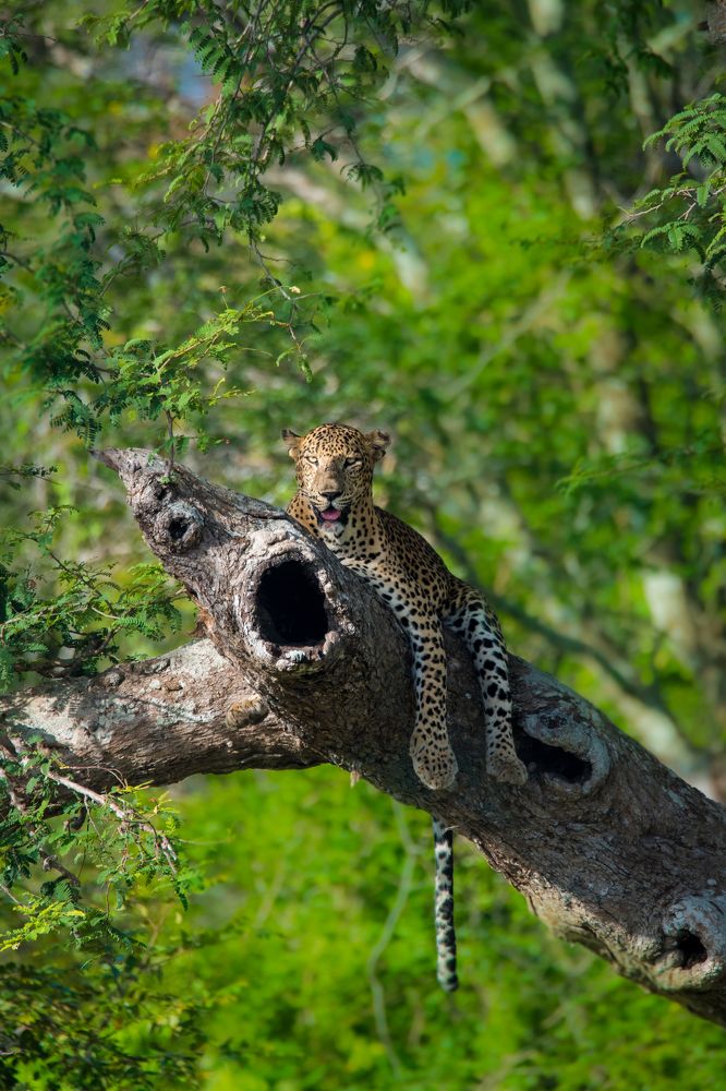 Photograph by Jeyanayagam Jeyathees