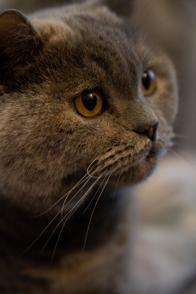 Фотография автора Андрей Проглот