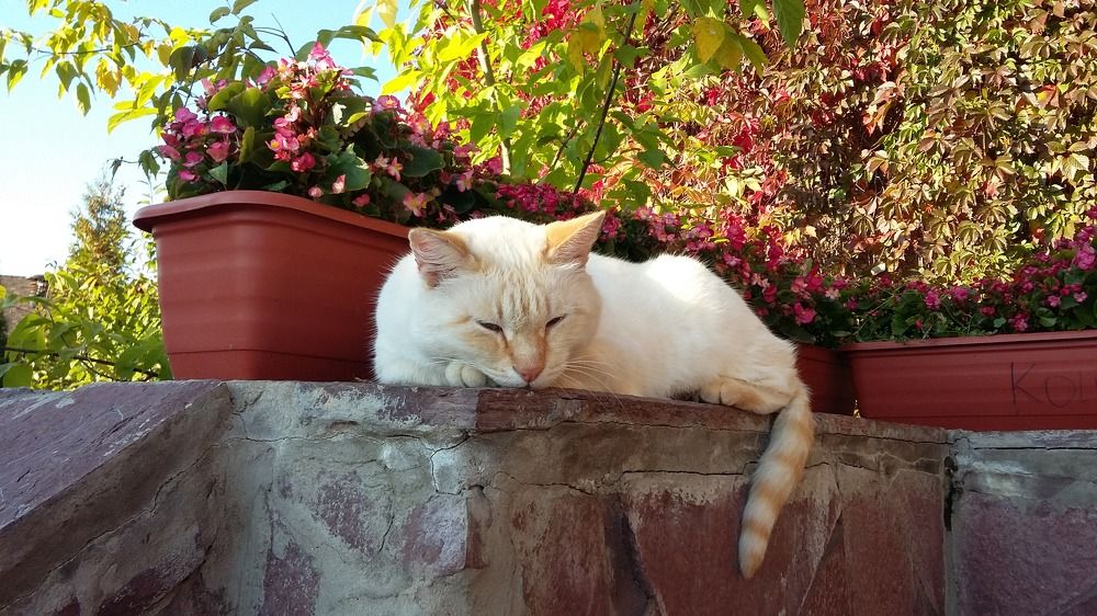 Фотография автора Ольга Кунакова