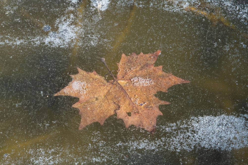 frozen leaf