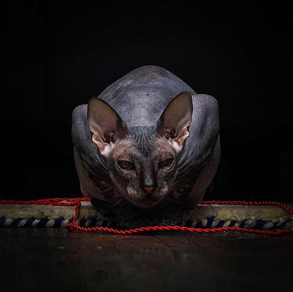 Фотография автора Ольга Афанасенко