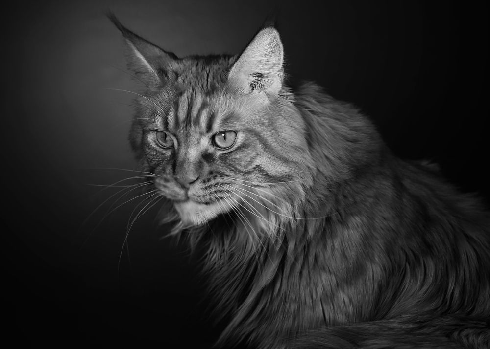 Фотография автора Владимир Борисов