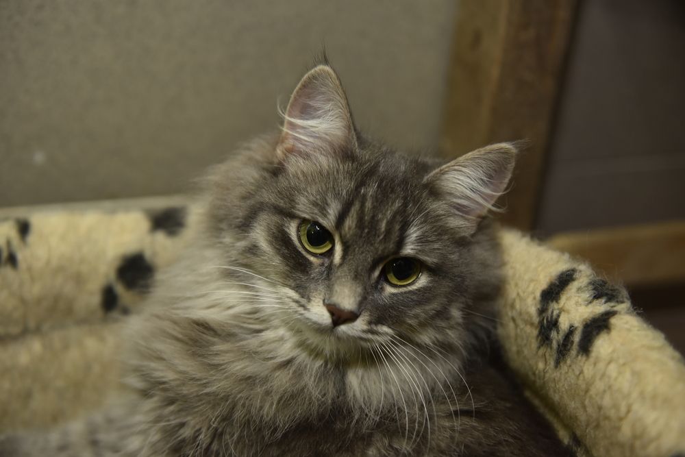 "Мисс Мяу - 2023"