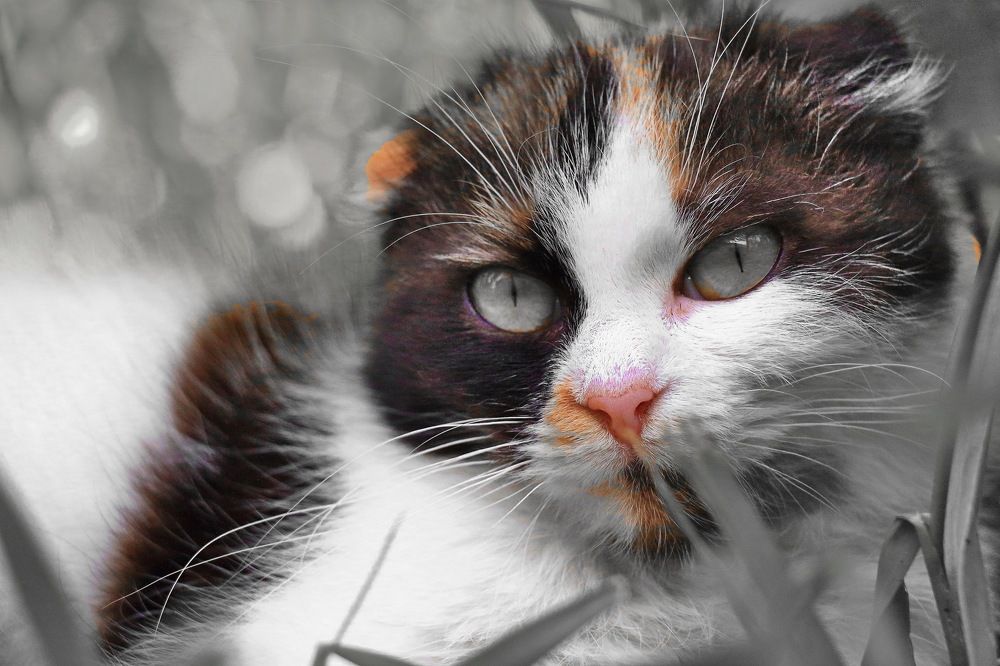 Photograph by Геннадий Натье (Игнатьев)