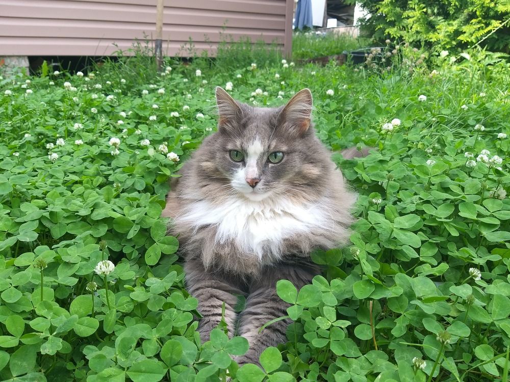 "Царица нашей дачи"