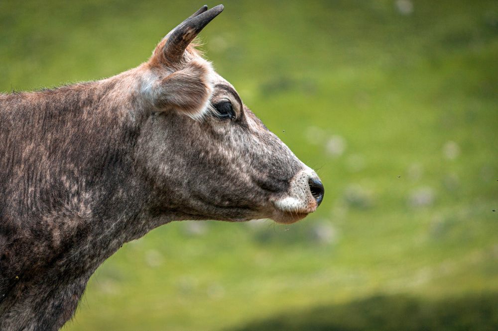 Photograph by Сергей Христинич