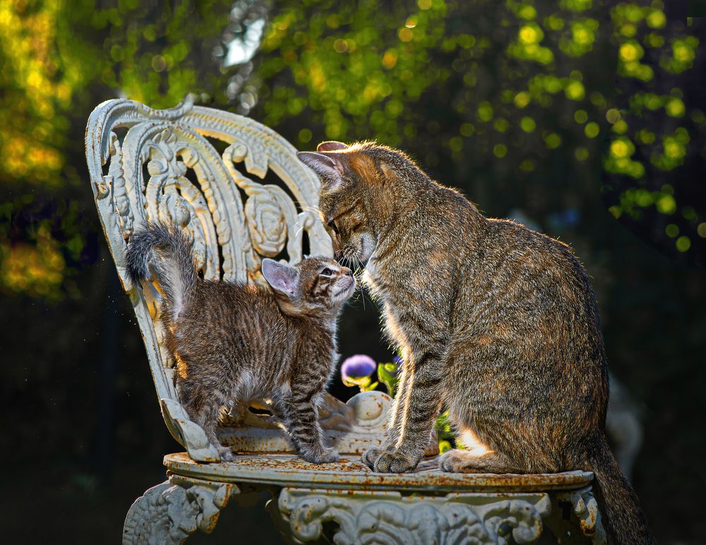 Фотография автора Ольга Афанасенко
