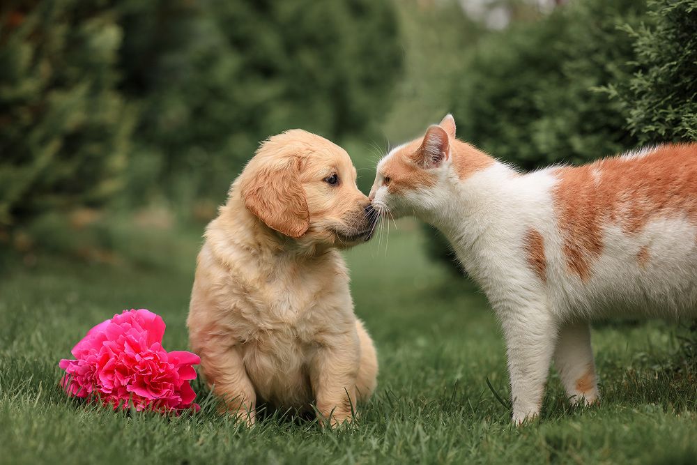 Photograph by Виктория Дубровская