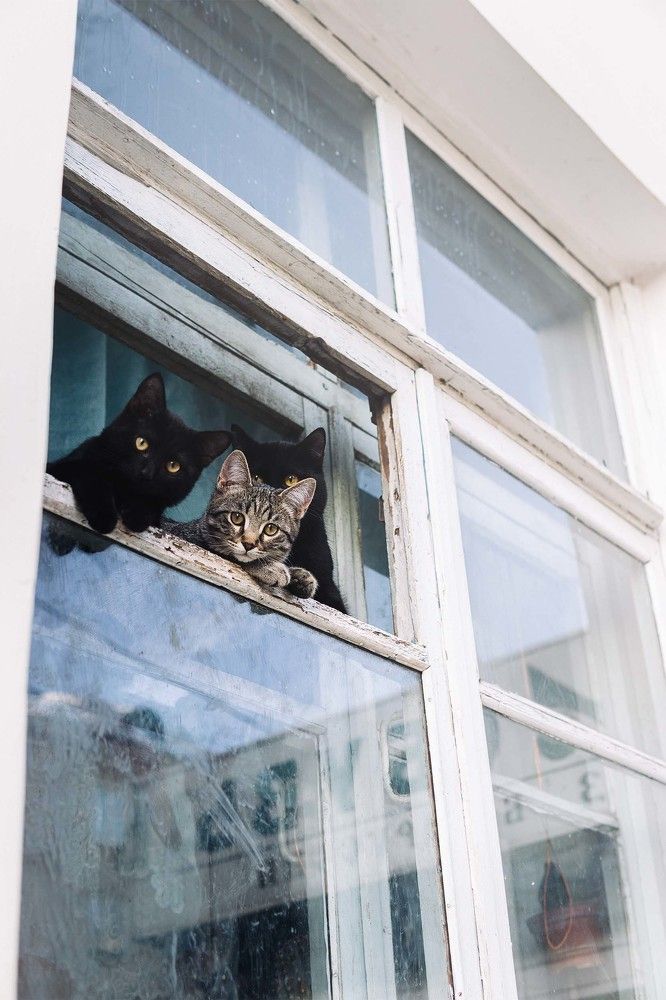 Кошечки в окошечках