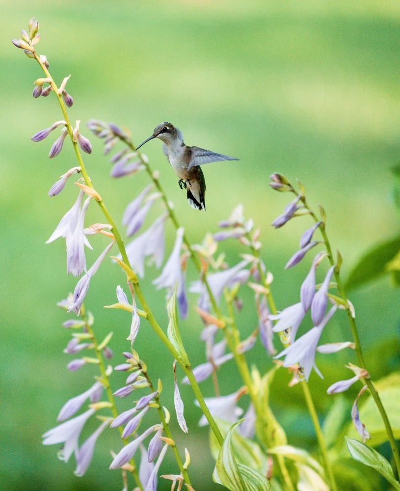 Photograph by Lisa Watkins