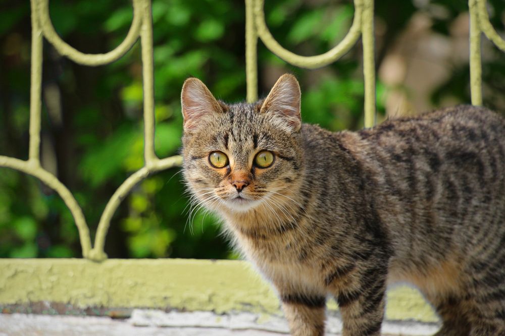 Photograph by Геннадий Натье (Игнатьев)